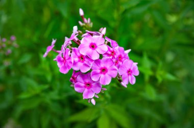 Mor çiçekler Phlox paniculata. Yaz bahçesinde bir yatakta mor çiçeklenme Phlox demet. 