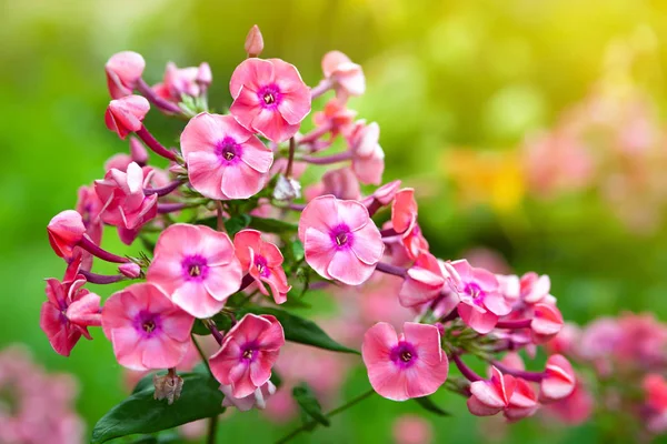 Flor rosa phlox paniculata flores. Clusters de flox rosa em um canteiro de flores no jardim de verão . — Fotografia de Stock