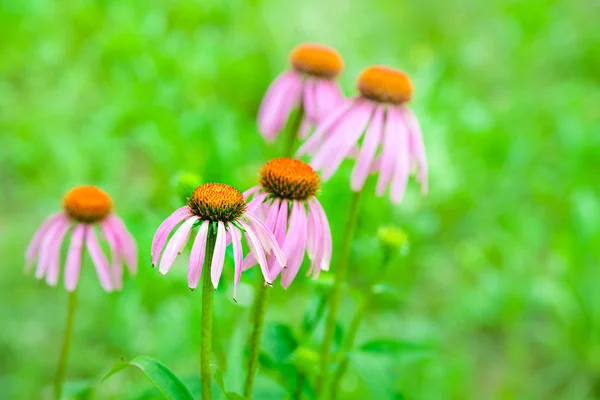 꽃 에키네시아 퍼퓨라. 여름 정원에서 꽃 침대에서 피는 에키네시아 purpurea 꽃. — 스톡 사진