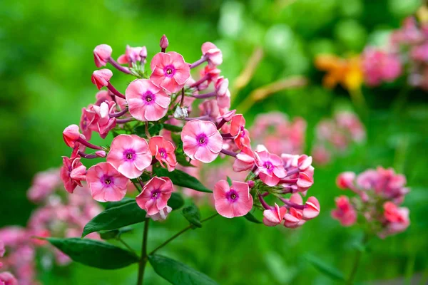 Flores florecientes de paniculata de flex rosa. Manojos de flex rosa en una cama en el jardín de verano . —  Fotos de Stock