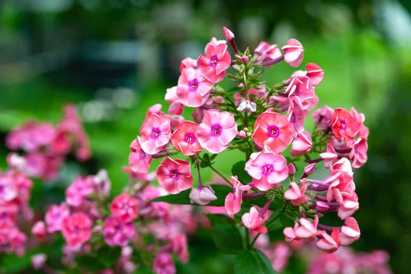 Flores rosas phlox paniculata. Racimos de flex rosa en un macizo de flores en el jardín de verano . —  Fotos de Stock