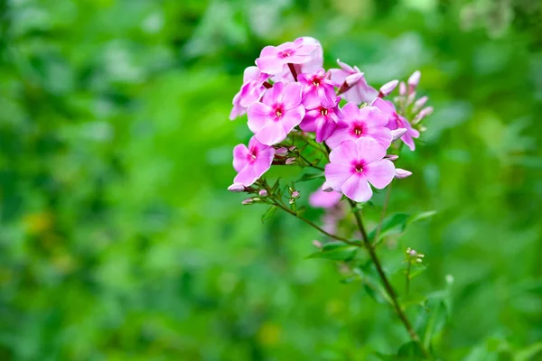 Violette Blüten Phlox paniculata. ein Bund lila Phlox in einem Blumenbeet im Sommergarten. — Stockfoto