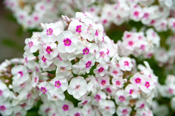 Fiori rosa e bianchi phlox paniculata. Cluster di flox rosa e bianco in aiuola nel giardino estivo . — Foto Stock