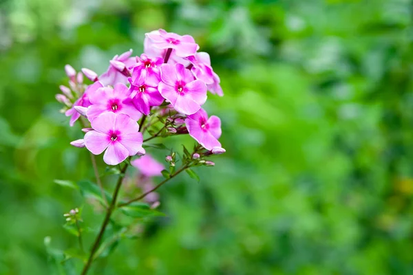 Flores roxas phlox paniculata. Um monte de flox roxo em uma cama no jardim de verão . — Fotografia de Stock