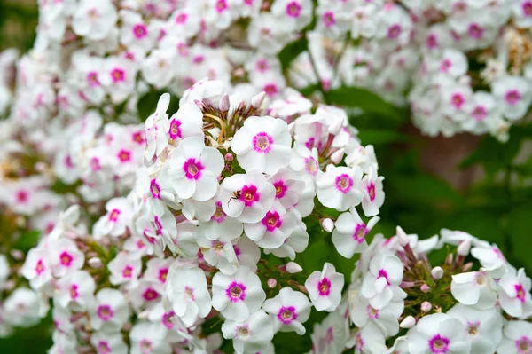 Ροζ και άσπρα λουλούδια. Τσαμπιά λευκού και ροζ Φλοξ σε ένα κρεβάτι στον καλοκαιρινό κήπο. — Φωτογραφία Αρχείου
