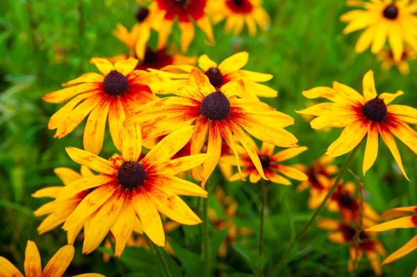 Flores grandes de color naranja de Rudbeckia. Flor flores hermosas Rudbeckia (Susan de ojos negros) macizo de flores en el jardín de verano . — Foto de Stock