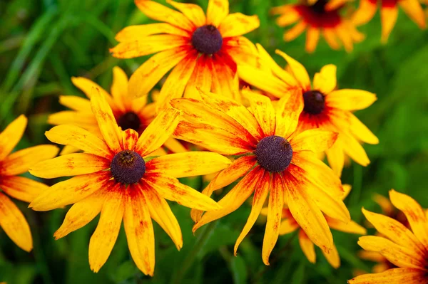 Flores grandes de color naranja de Rudbeckia. Flores naranjas florecientes rudbeckia (Susan de ojos negros) cama de flores en el jardín de verano . — Foto de Stock