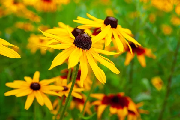 Duże kwiaty żółte Rudbeckia. Kwitnące żółte kwiaty Rudbeckia (Black-Eyed Susan) kwiat łóżko w ogrodzie letnim. — Zdjęcie stockowe