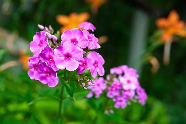 Floração flores roxas phlox paniculata. Bando de flox roxo em uma cama no jardim de verão . — Fotografia de Stock