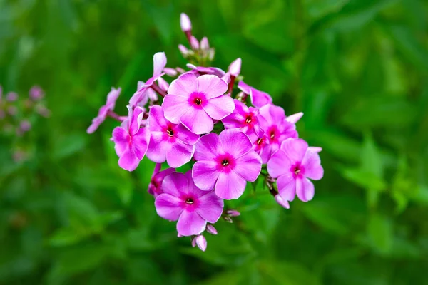 紫色の花フロックスパニチュラタ。夏の庭の花壇に紫色のフロックスの花序. — ストック写真