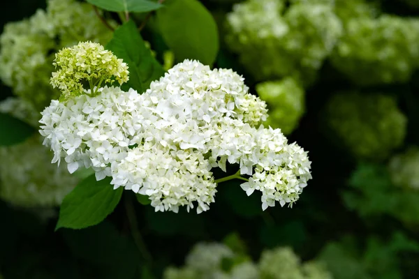 Vita hortensia blommor. Vit hortensia blomställning på en säng i sommarträdgården. Mjukt suddigt selektivt fokus. — Stockfoto