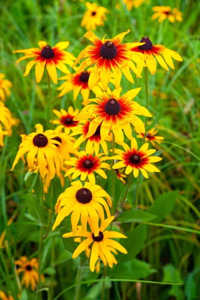 Flowers orange rudbeckia. Blooming beautiful flowers of orange rudbeckia (Black-eyed Susan) flower bed in the summer garden. Stock Picture