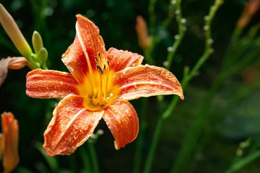 Yaprakları üzerinde yağmur damlaları ile portakal daylily çiçekler. Doğal bulanık arka planda çiçekler, seçici odak. 