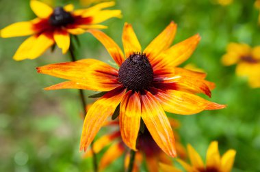 Rudbeckia güzel ıslak çiçekler yağmur damlaları ile kırmızı. Yağmurlu havalarda bir çiçek bahçesinde sarı ve turuncu Rudbeckia (siyah gözlü Susan) ıslak çiçeklenme çiçekler. 