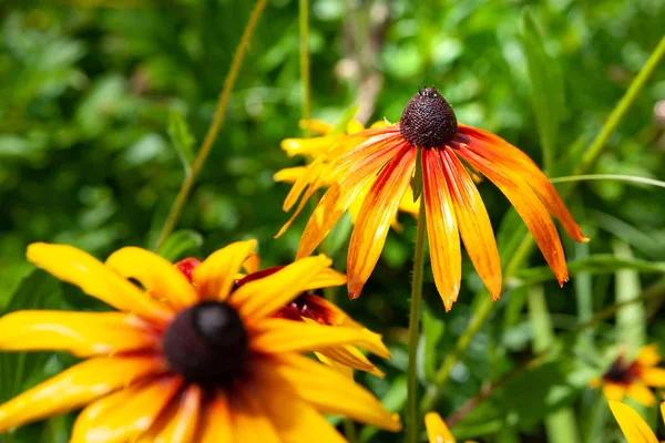 Large beautiful flowers of rudbeckia with raindrops. Wet blooming flowers of yellow and orange rudbeckia (black-eyed susan) on a flower garden in rainy weather. Soft floral background, selective focus