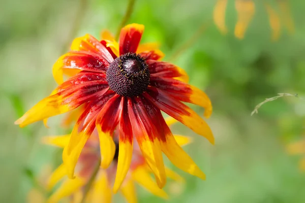 One beautiful wet flower of Rudbeckia with raindrops. Wet blooming flowers of yellow and orange rudbeckia (black-eyed susan) on a flower garden in rainy weather in summer.