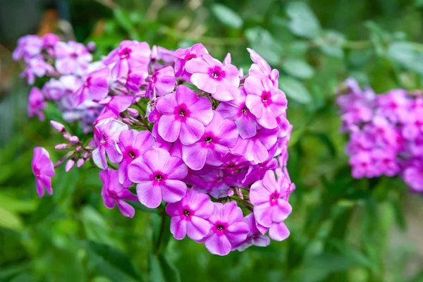 紫色の花フロックスパニチュラタ。雨天の庭の紫色のフロックスの枝. — ストック写真