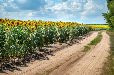 Kir yol çiçek açan güzel ayçiçeği alanı ile koydu. Ayçiçeği alanı ve büyük beyaz ve gri bulutlar arka plan ile mavi gökyüzü.