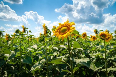 Güzel bir sarı ayçiçeği çiçeği. Bir Ayçiçeği Tarlası ve beyaz bulutlar arka plan ile mavi gökyüzü çiçek açan ayçiçeği çiçekleri. 
