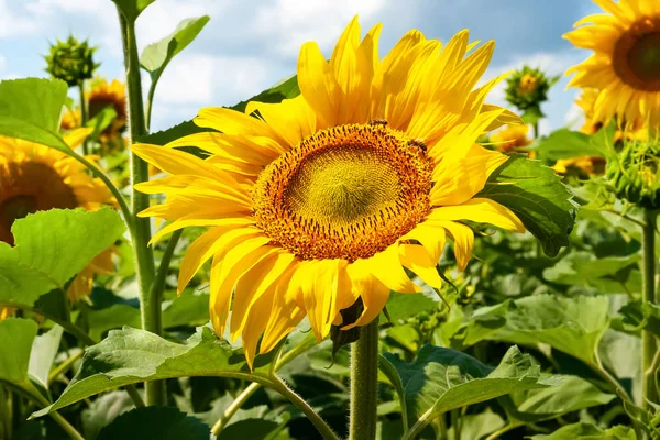 Tournesol en fleurs. Fleurs tournesol jaune face au ciel gros plan . — Photo