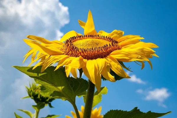 Blooming flower of a sunflower against the sky. Flower yellow sunflower on field and blue sky with clouds background.