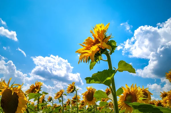 Blooming flower of a sunflower. Flower yellow sunflower on field and blue sky with clouds background.