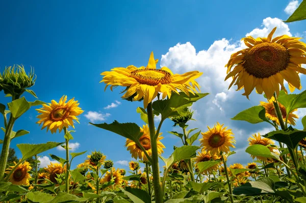 Sunflower flowers against the sky. Yellow sunflower flower on the field and blue sky with clouds background.