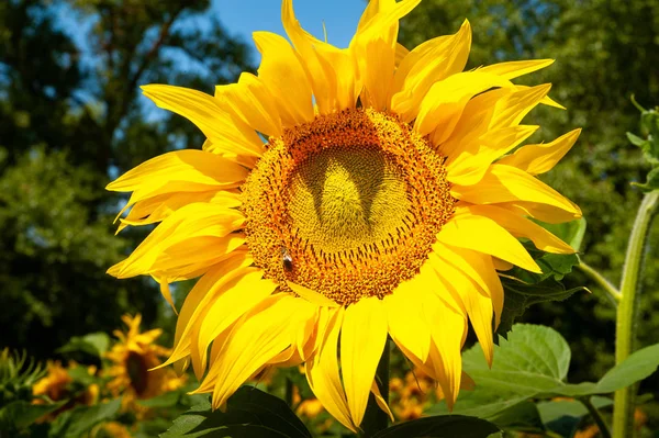 Closeup of a sunflower flower. Blooming flowers of yellow sunflowers on a field of sunflowers.