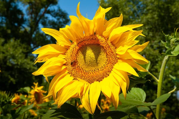 Closeup of a sunflower flower. Flowers bloom yellow sunflower on the sunflowers field. — Stock Photo, Image