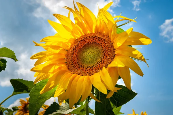 Close-up sunflower flower on a blue sky background. Flowers bloom yellow sunflower on the sunflowers field.