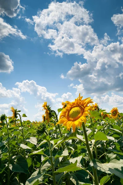 Flower beautiful sunflower. Blooming sunflower flowers on a sunflowers field and a blue sky with white clouds background.