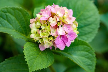 Hidangea çiçekleri. Pembe hidangea dalları. Çiçek arka plan.