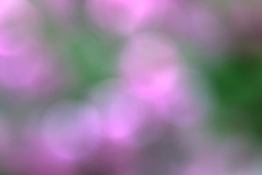 Bulanık pembe-yeşil çiçek arka plan. Pembe hidangea ve yeşil yaprakları çiçekler.