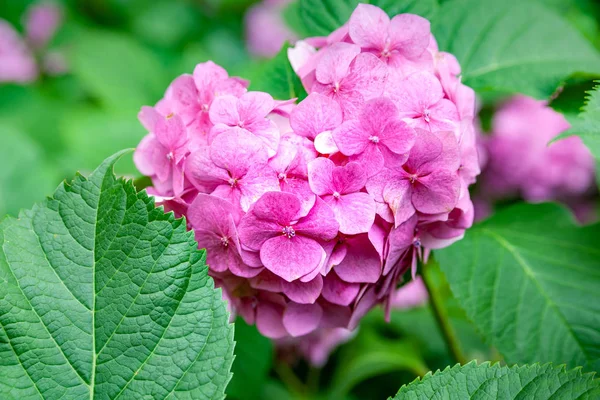 Fiori ortensia rosa. Rami di ortensia rosa. Sfondo fiore . — Foto Stock