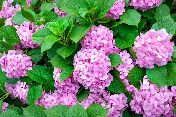 Fiori ortensia rosa. Il cespuglio di ortensia rosa fiorita. Sfondo fiore . — Foto Stock