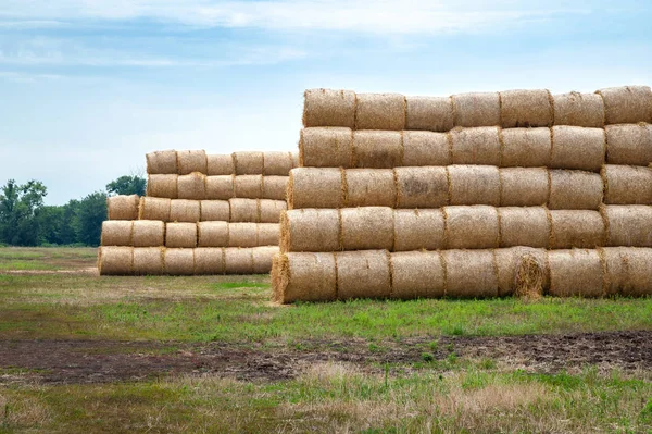 Hay bales. Hay bales are stacked on the field in stacks. — Stock Photo, Image