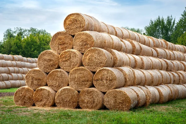 Pacas de heno. Las balas de heno se apilan en grandes pilas . —  Fotos de Stock