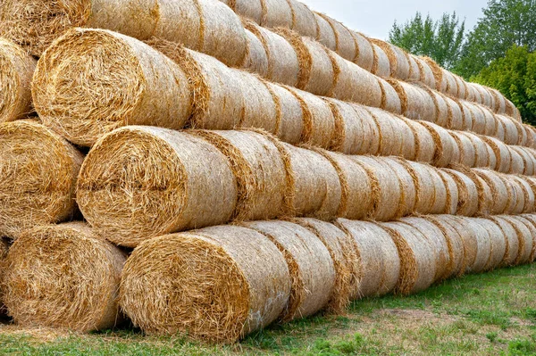 Hay bales. Hay bales are stacked. — Stock Photo, Image