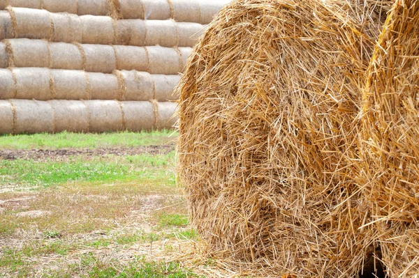 Hay bales. Close-up dari tumpukan jerami besar ditumpuk dalam tumpukan . — Stok Foto