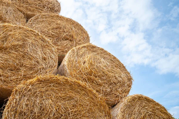 Hay bales. Bottom view round hay bales stacked in stacks against the sky. — Stock Photo, Image