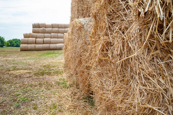 Stack hay closeup. Hay bales are stacked in stacks. — Stock Photo, Image