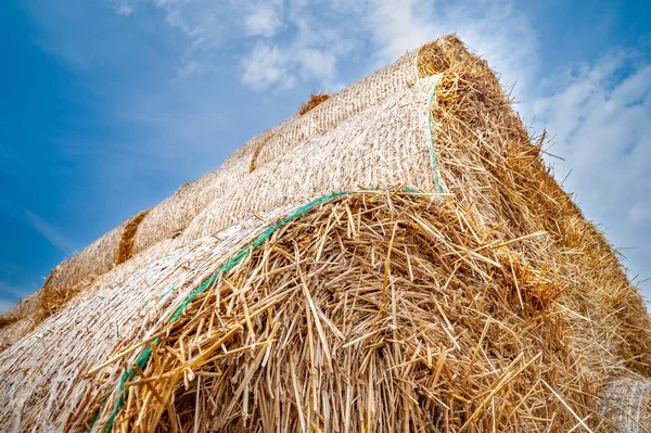 Pacas de heno. Vista inferior de fardos redondos de heno apilados en pilas contra un cielo azul . —  Fotos de Stock