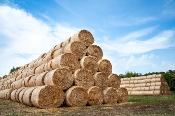 Bales de heno. fardos de heno se apilan en la granja en grandes pilas . —  Fotos de Stock