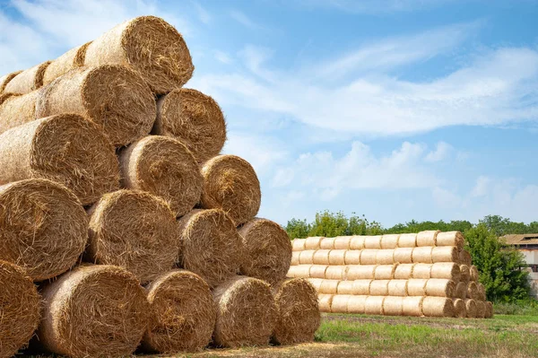 Hay bales on the field. Hay bales are stacked on the farm in large stacks. — Stock Photo, Image