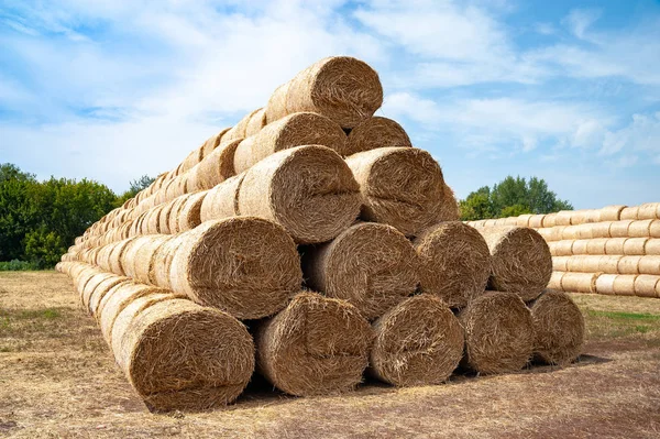 Hay bales on the field. Many bales of hay are stacked on the field in large stacks. — Stock Photo, Image