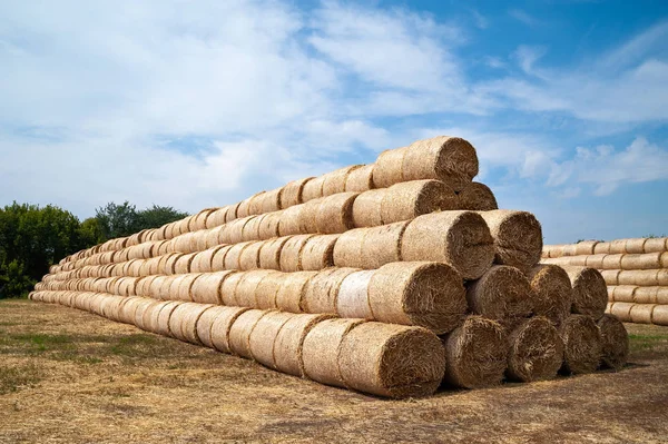 Bales of hay. Many large bales of hay are stacked on a field in stacks. — Stock Photo, Image