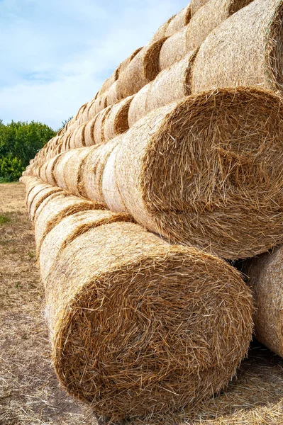 Hay bales. Closeup of a lot of big hay bales stacked on a field in stacks. — Stock Photo, Image