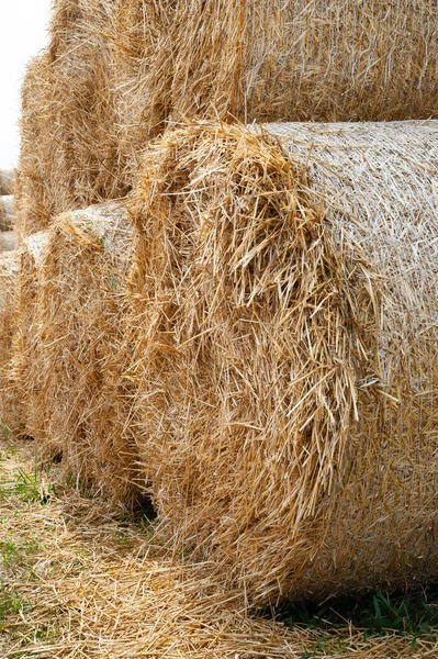 Stack hay closeup. Large bales of hay are stacked in stacks. Royalty Free Stock Images