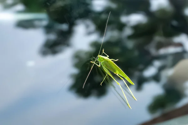 Úzká zelená kobylka sedící na skle auta. — Stock fotografie