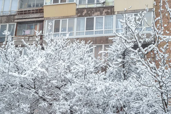 Гілки великого дерева на снігу на тлі будинку. Міський двір щільно вкритий снігом . — стокове фото